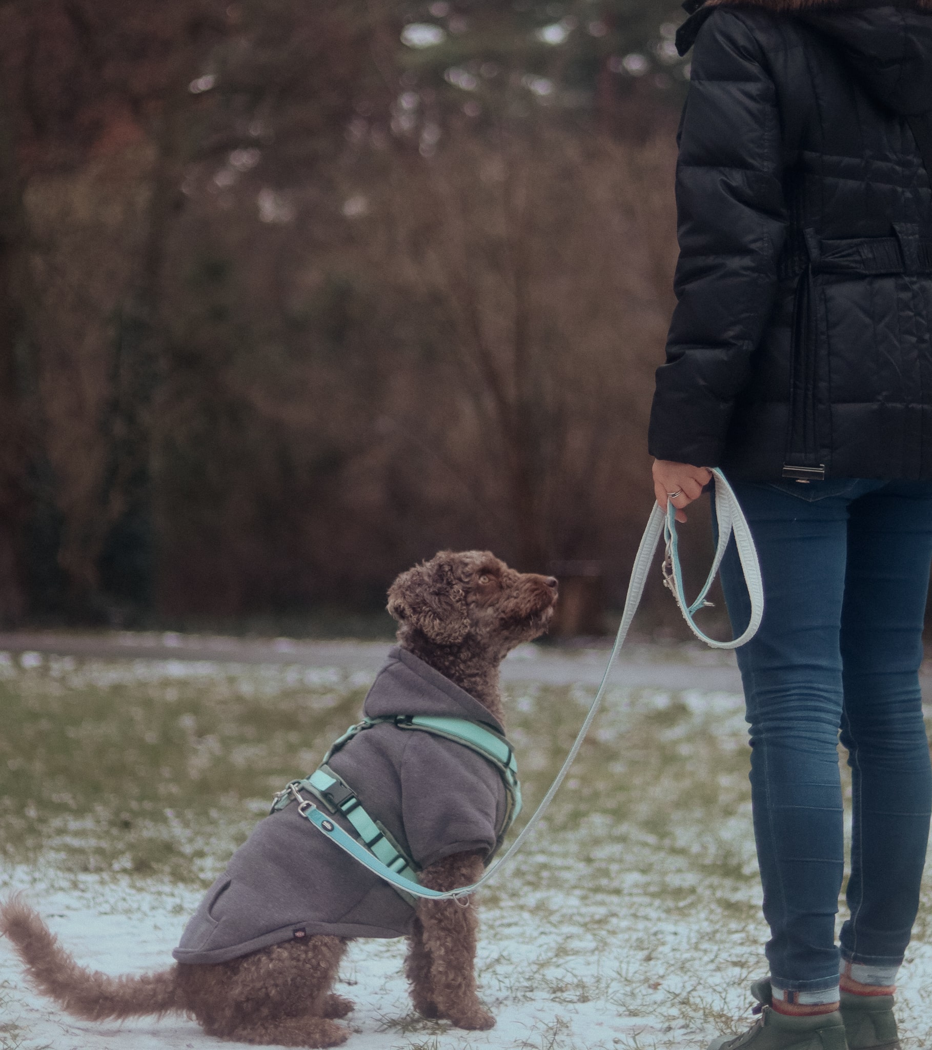 Therapiehund Neubrandenburg