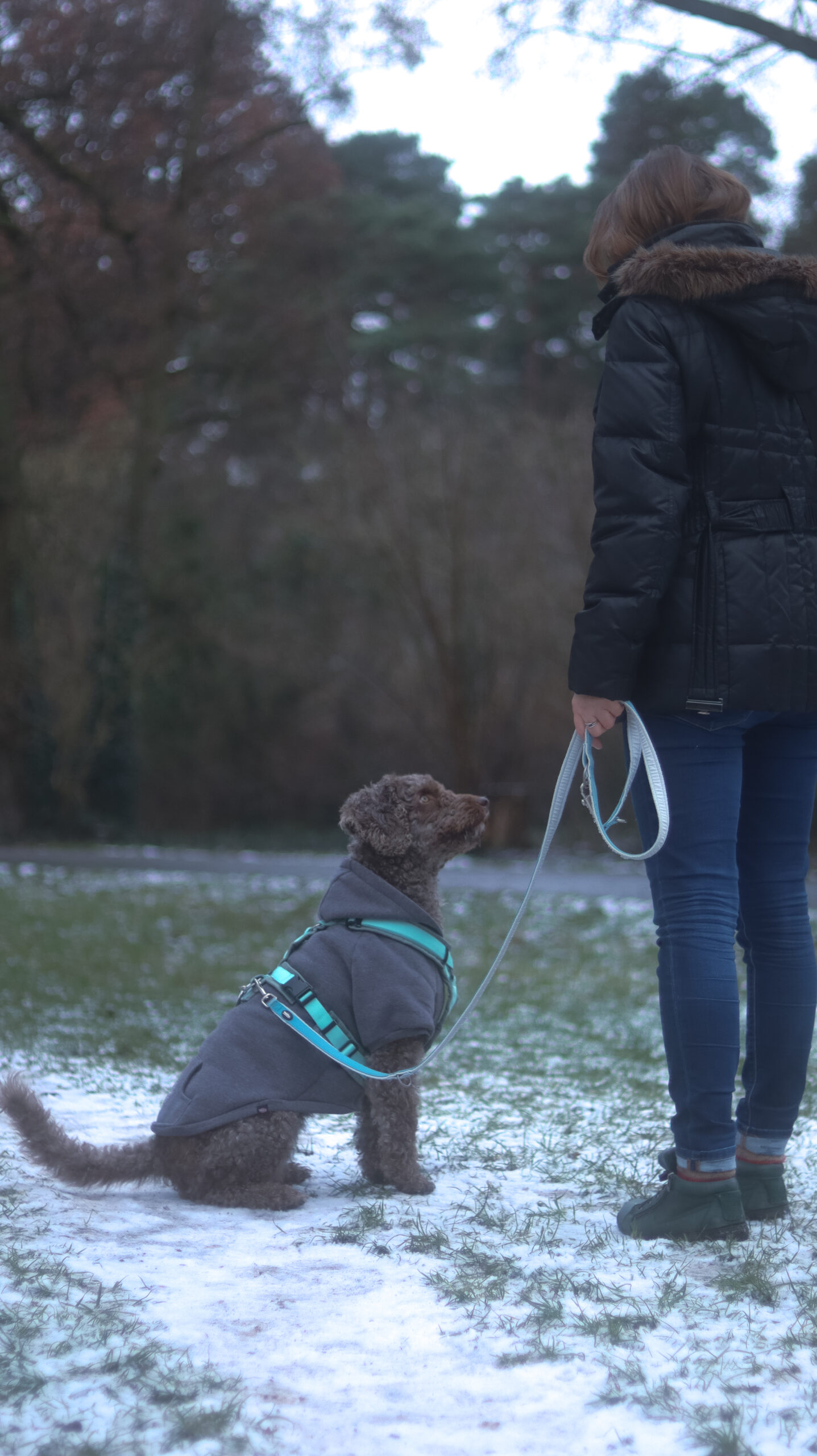 Mehr über den Artikel erfahren Therapiehund ausbilden – was macht ein Therapiehund im Coaching?